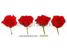 Stock-photo-set-of-red-rose-blooms-91367561.jpg