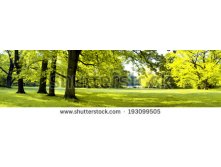 Stock-photo-lush-forest-in-spring-time-193099505.jpg