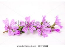 Stock-photo-pink-mallow-flowers-isolated-on-white-background-108742601.jpg