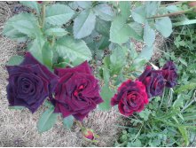 Black Baccara 2015