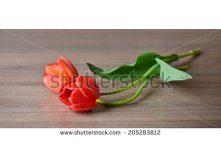 Stock-photo-panorama-of-two-tulips-red-flowers-wedding-card-template-205283812.jpg