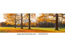 Stock-photo-the-bright-colors-of-autumn-trees-dry-leaves-in-the-foreground-autumn-landscape-panorama-151494374.jpg