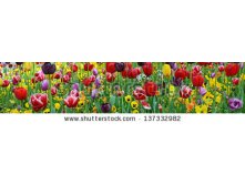 Stock-photo-tulips-violets-137332982.jpg