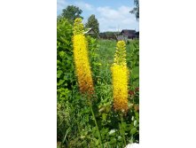 ,  (Eremurus)     2015.07.04 100634.jpg