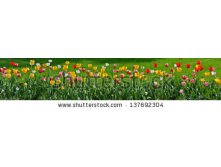 Stock-photo-many-tulips-as-floral-wide-angle-view-panorama-137692304.jpg