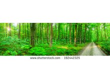 Stock-photo-panorama-forest-trees-nature-green-wood-sunlight-backgrounds-192442325.jpg