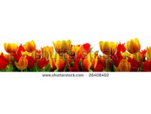 Stock-photo-panorama-of-tulips-26408402.jpg