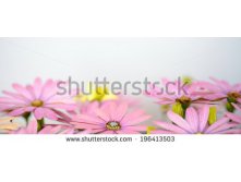 Stock-photo-pink-and-saisies-panorama-196413503.jpg