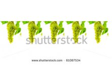 Stock-photo-bunch-of-grapes-isolated-on-a-white-background-61087534.jpg