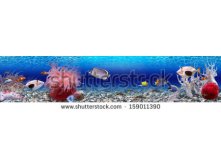 Stock-photo-underwater-world-panorama-159011390.jpg