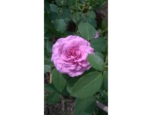 WP 20150704 14 54 33 Pro.jpg