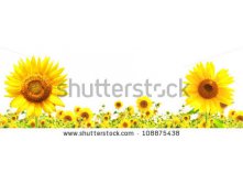 Stock-photo-yellow-sunflowers-isolated-over-white-108875438.jpg