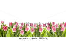 Stock-photo-colorful-tulip-panorama-isolated-on-white-97962134.jpg