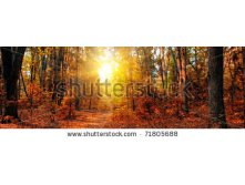 Stock-photo-panorama-of-a-mixed-forest-at-autumn-sunny-day-71805688.jpg