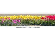 Stock-photo-colorful-tulip-garden-51792343.jpg