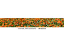 Stock-photo-panorama-view-of-orange-tulips-19061542.jpg