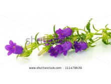 Stock-photo-blue-bell-flowers-isolated-on-white-111479639.jpg