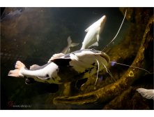 20150510-16-01-04-VIK 0089.jpg