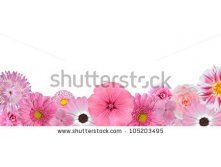 Stock-photo-selection-of-various-pink-white-flowers-at-bottom-row-isolated-on-white-background-selection-of-105203495.jpg