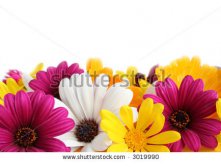 Stock-photo-spring-daisy-border-3019990.jpg