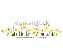 Stock-photo-white-flowers-on-white-background-isolated-daffodil-panorama-179352950.jpg