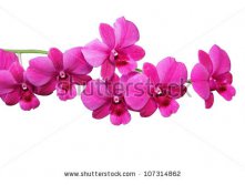 Stock-photo-orchid-isolated-on-white-background-107314862.jpg