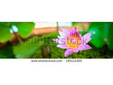 Stock-photo-lotus-flower-on-the-water-195114305.jpg