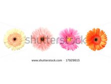 Stock-photo-four-different-color-gerberas-on-white-purple-pink-avalanche-white-orange-17929615.jpg