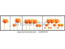 Stock-photo-poppy-flowers-increasing-110297672.jpg
