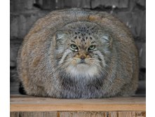 Pallas-cat-manul-10  880[1].jpg