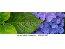 Stock-photo-banner-of-a-blue-hortensia-flower-with-leaves-150100565.jpg