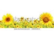 Stock-photo-yellow-sunflowers-isolated-over-white-106001843.jpg