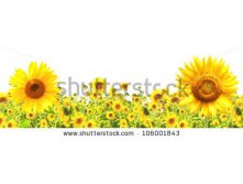 Stock-photo-yellow-sunflowers-isolated-over-white-106001843.jpg