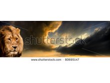 Stock-photo-panoramic-style-image-of-a-majestic-male-asiatic-lion-alert-to-the-approaching-storm-clouds-80695147.jpg