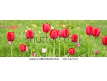 Stock-photo-beautiful-tulips-in-bloom-in-spring-182947373.jpg