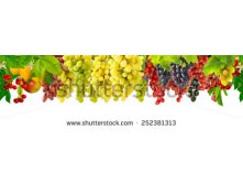 Stock-photo-isolated-image-of-grapes-in-the-garden-252381313.jpg