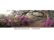 Stock-photo-azalea-panorama-at-the-magnolia-plantation-in-charleston-sc-142843849.jpg