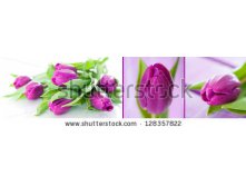 Stock-photo-tulips-collage-128357822.jpg