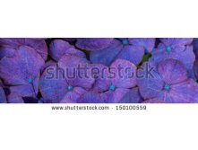 Stock-photo-banner-of-a-blue-hortensia-flower-close-up-150100559.jpg