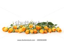 Stock-photo--fine-roses-200591699.jpg