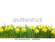 Stock-photo-spring-narcissus-flowers-in-green-grass-isolated-on-white-background-180006500.jpg