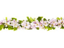 Stock-photo-border-of-pink-apple-blossoms-row-isolated-on-white-background-140028403.jpg