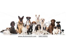 Stock-photo-group-of-breed-dogs-166118261.jpg