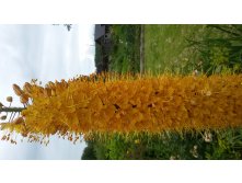 ,  (Eremurus)  () 2015.07.14 120115.jpg