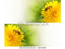 Stock-photo-honey-bee-collecting-nectar-from-dandelion-flower-in-the-summer-time-useful-photo-set-for-design-102478208.jpg