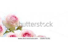 Stock-photo-rosebush-flowers-pink-roses-over-a-gradient-blue-to-white-background-horizontal-banner-102675191.jpg