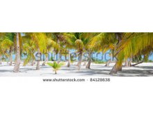 Stock-photo-panorama-of-palm-trees-at-tropical-coast-in-holbox-island-mexico-84128638.jpg