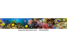 Stock-photo-sea-corals-panorama-163122269.jpg