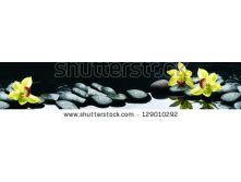 Stock-photo-yellow-orchid-panorama-flowers-129010292.jpg