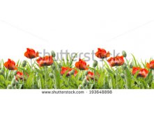 Stock-photo-red-poppies-floral-border-floral-border-isolated-193648898.jpg